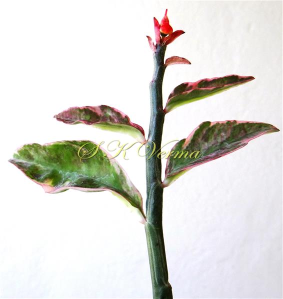  Flowering Shoot